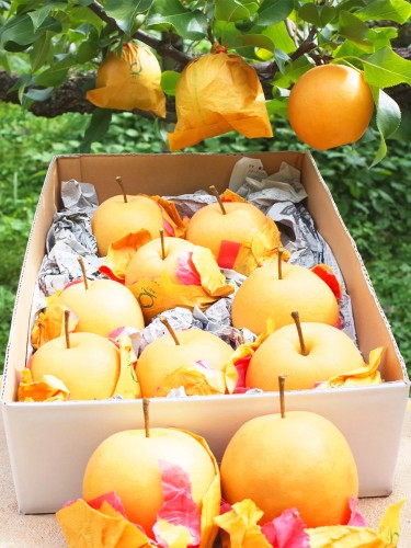 【2022年10月中旬より順次出荷】 厳選 お取り寄せフルーツ 新興梨　5kg(10個〜14個) 食欲の秋